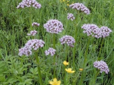  Valeriana officinalis