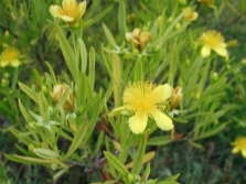  Hypericum erect