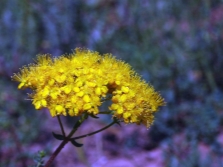  St. John's wort