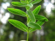  Hypericum leaves