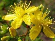  Hypericum flowers