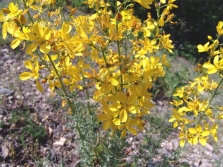  St. John's Wort