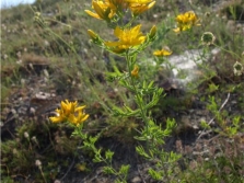  St. John's Wort