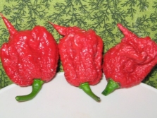  Pepper Carolina Reaper