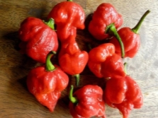  Trinidad scorpion butch