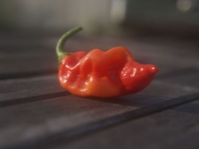  Chile pepper dated