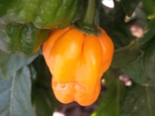  Scotch Bonnet Pepper