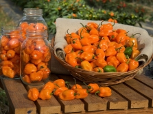  Chile Pepper Habanero