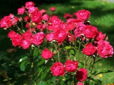  Polyanthus roses