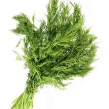  A bunch of green fennel