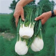  Fennel crop