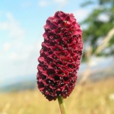  Flower burnet