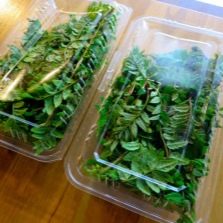  Harvest leaves Sansho