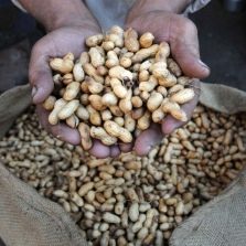  Peanuts in bulk