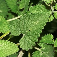  Catnip Leaves