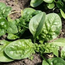  Spinach leaves