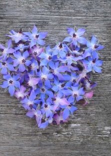  Borage flowers