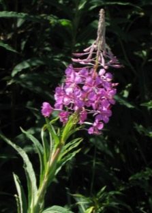  Ivan tea narrow-leaved