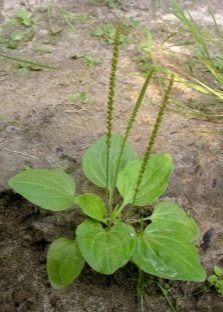  Plantain large