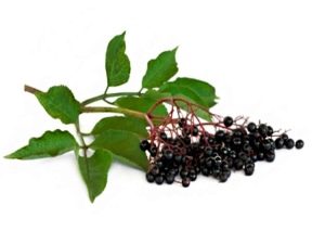  Elderberry black