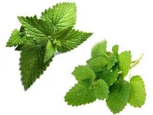  Mint and lemon balm