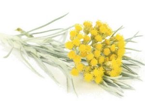  Flowers of immortelle sandy