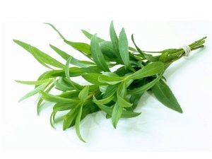  Tarragon