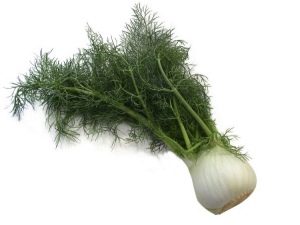  Fennel - a plant of the umbrella family