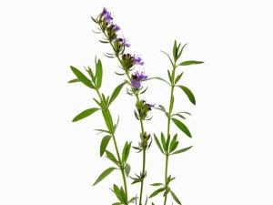  Hyssop