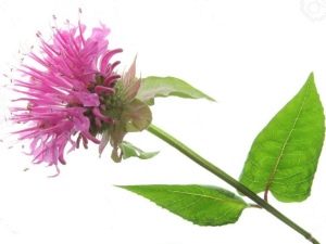  Monarda