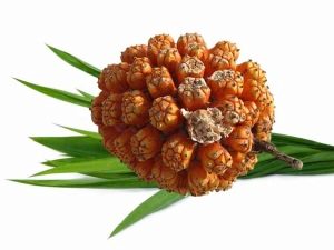  Pandanus