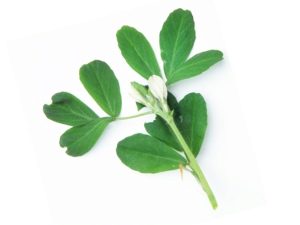  Fenugreek