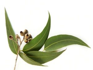  Eucalyptus