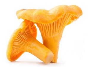  Chanterelles