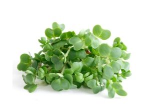  Watercress