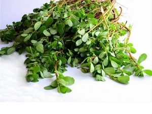  Purslane plant