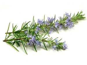  Rosemary