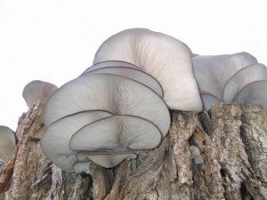  Growing oyster mushrooms