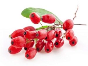  Barberry berries