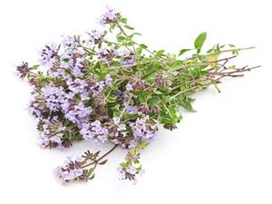  Thyme