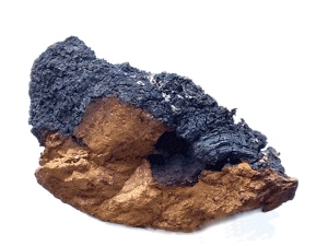  Chaga gomba