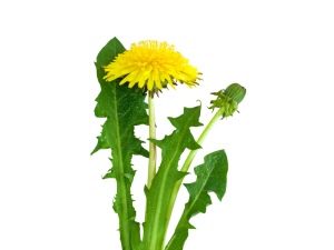  Dandelion flowers