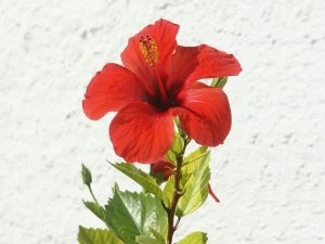  Hibiscus