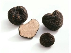  Truffles mushrooms