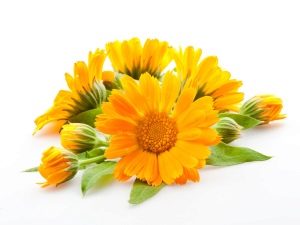  Calendula