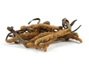  Cordyceps