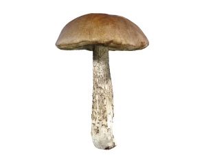  Boletus gombák