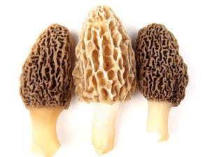  Morel Mushrooms