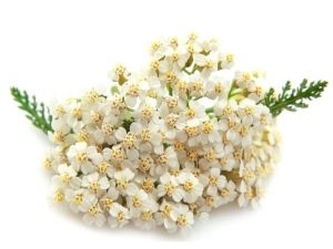  Yarrow