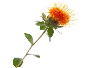  Safflower